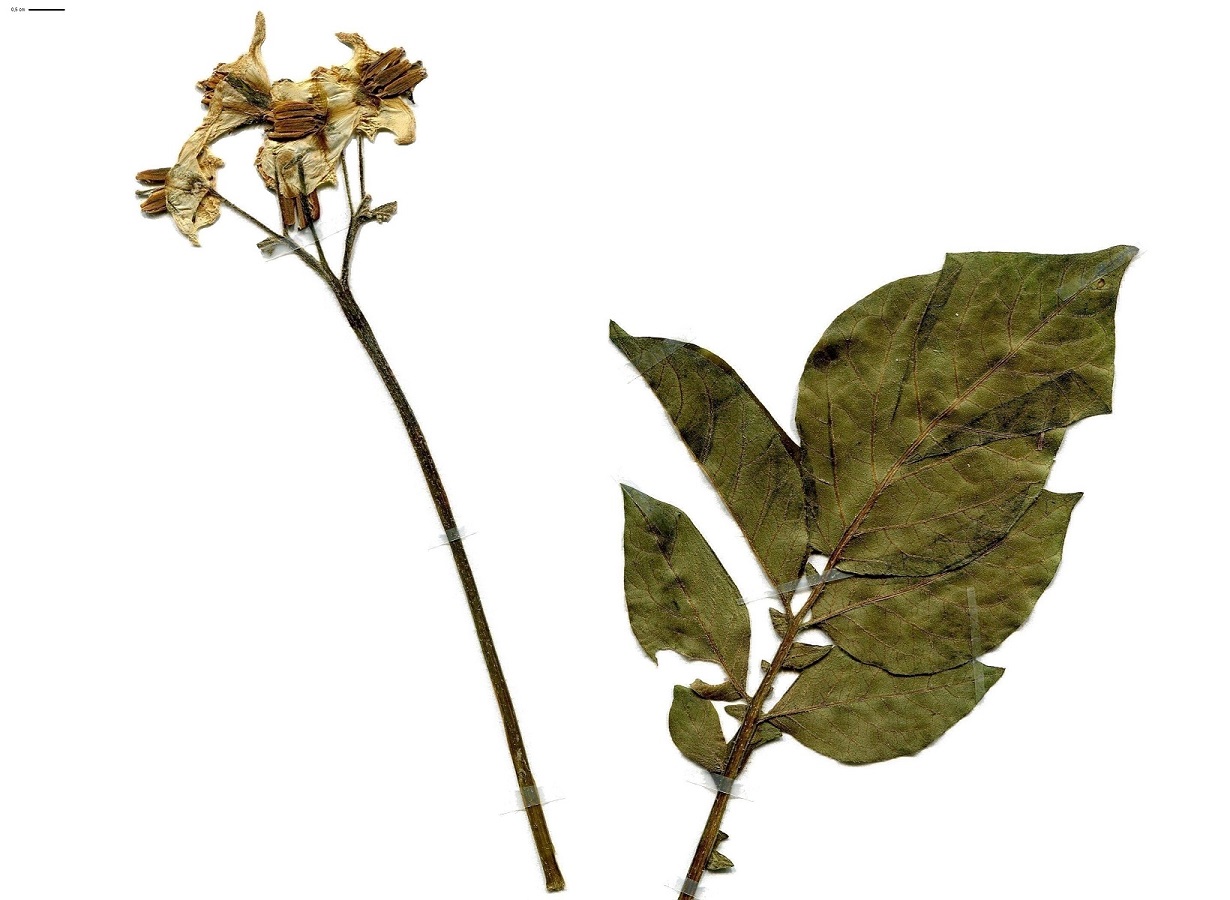 Solanum tuberosum (Solanaceae)